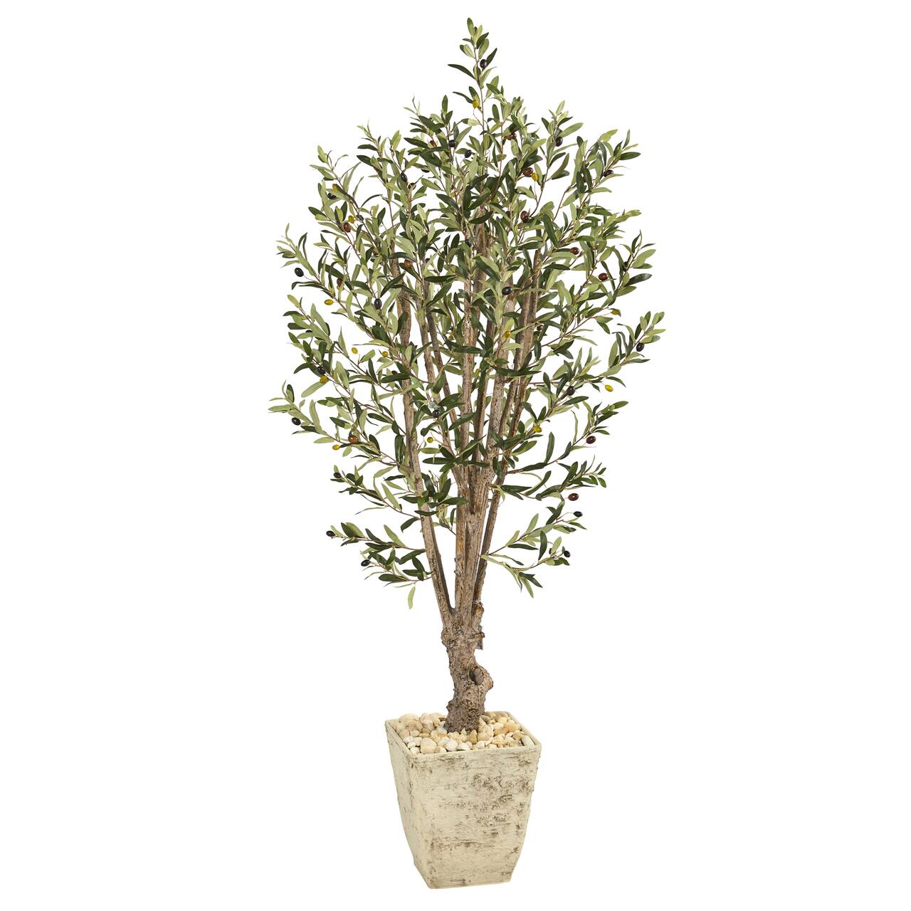 5ft. Olive Tree in Country White Planter